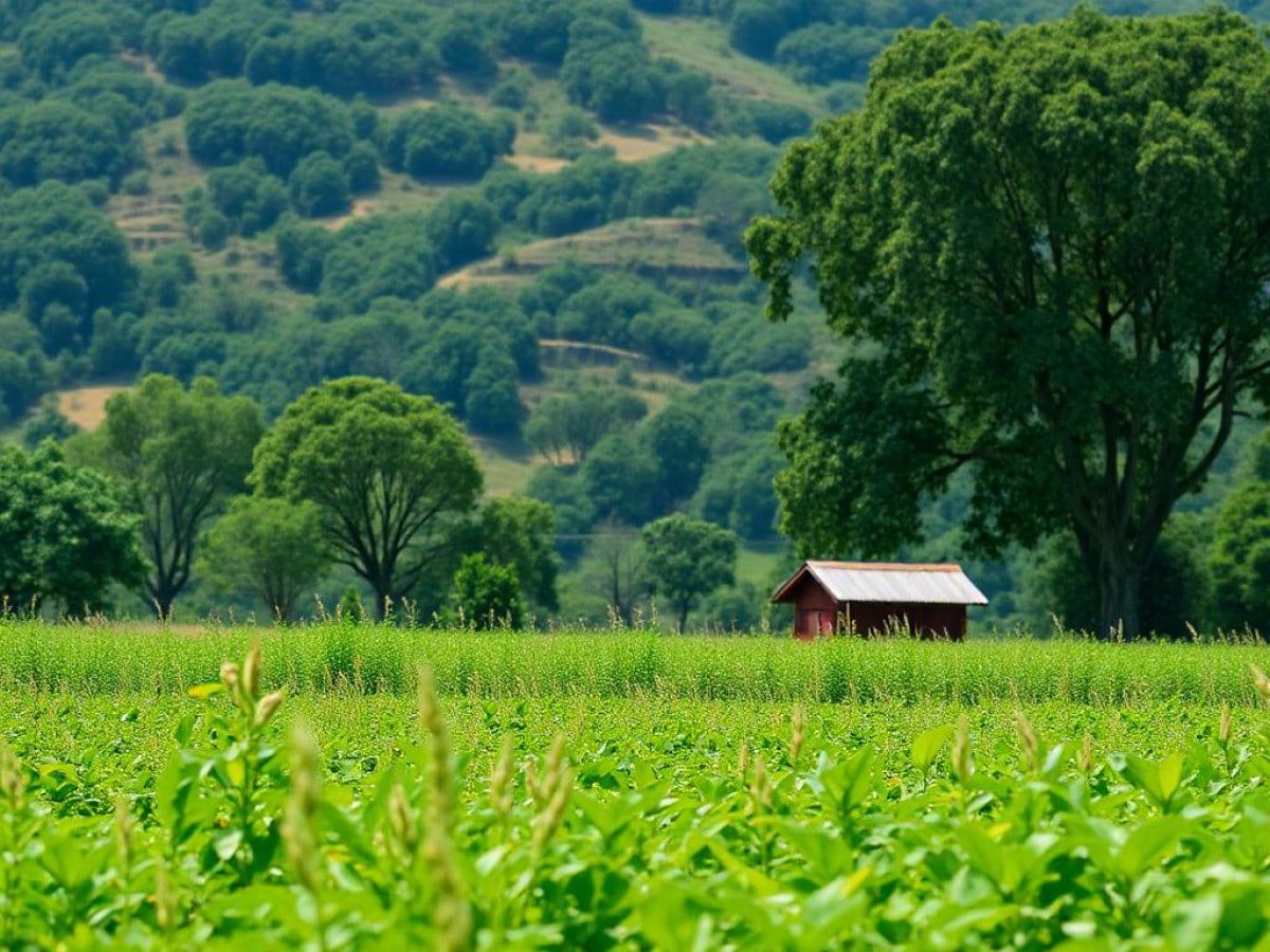 TIM levará 4G para 1 milhão de hectares em parceria com o Grupo Pedra