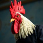 Rooster, da HBO, prova que o humor melancólico é a nova fronteira da TV