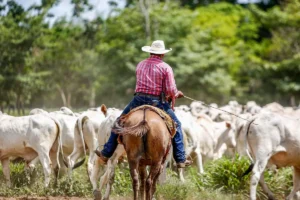 Festa de Barretos 2026 começa com R$ 30 milhões em melhorias e 1 milhão de visitantes
