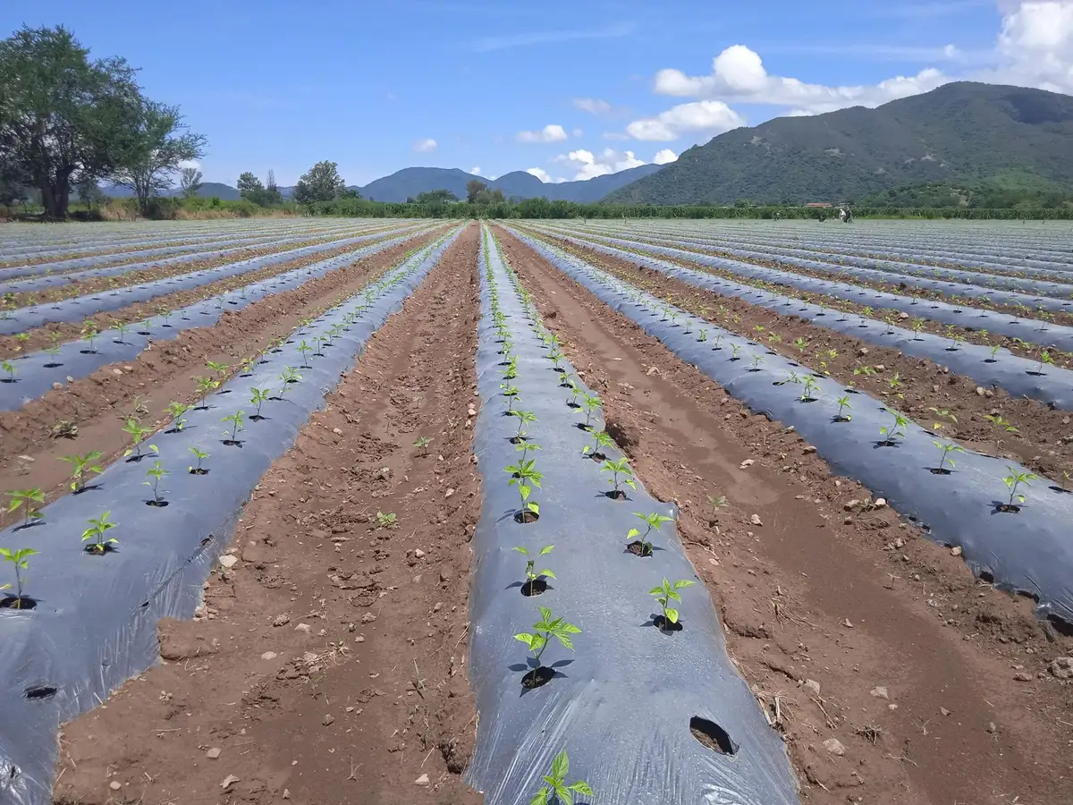Plantação de pimenta-do-reino em fileiras verdes em área de floresta tropical recuperada, luz solar filtrando pelas copas das árvores
