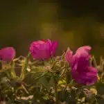 Mãos anônimas podando roseira junto a penhasco ao pôr do sol