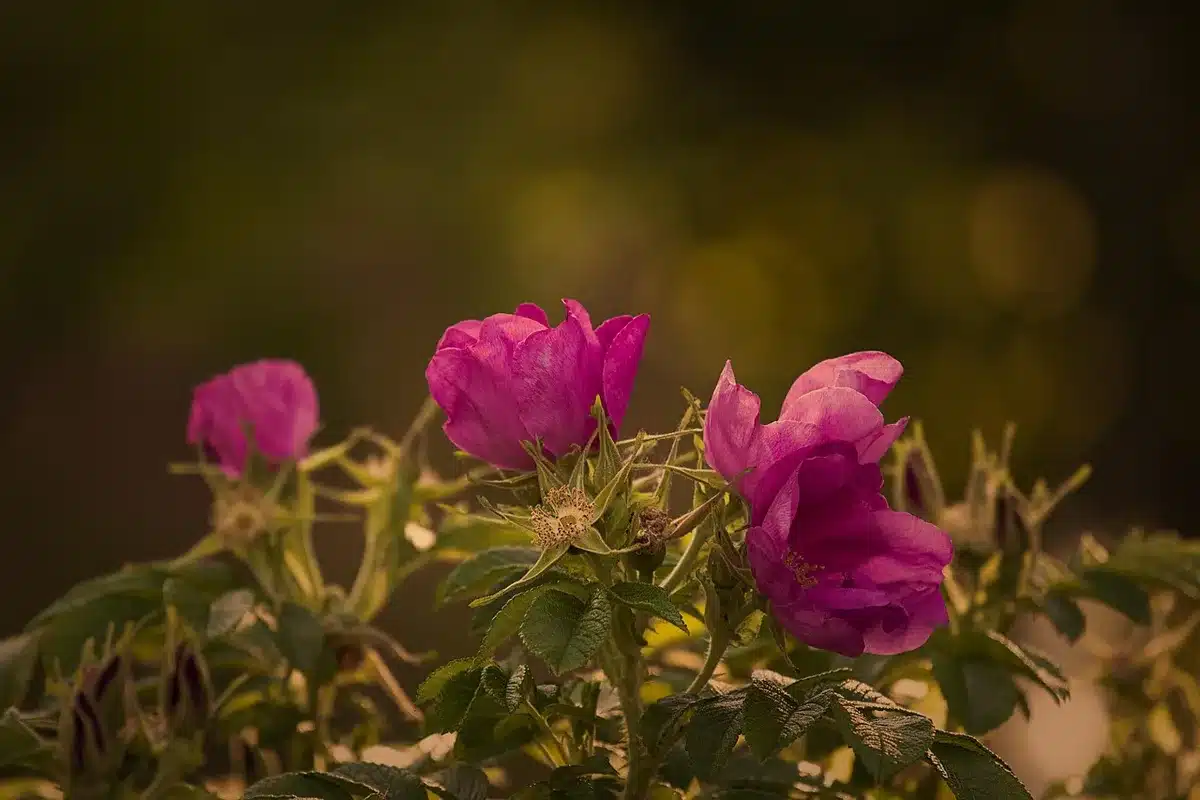 Mãos anônimas podando roseira junto a penhasco ao pôr do sol